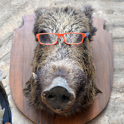 the stuffed and mounted head of a wild boar, wearing red-framed glasses